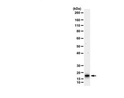 Presenilin-1 CT Mouse anti-Mouse, Rat, Clone: PS1-loop, MilliporeSigma:Antibodies:Primary